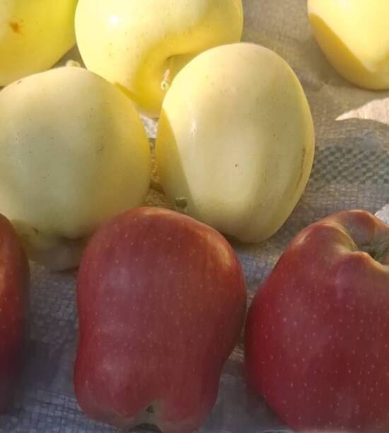 محصولات ویژه چم: سیب