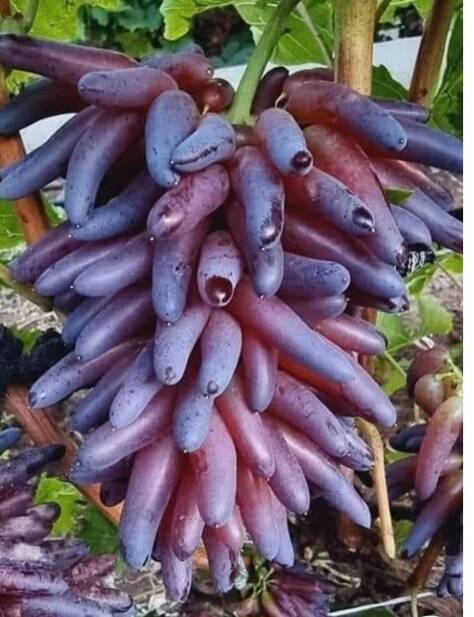 محصولات ویژه چم: انگور شمشیری