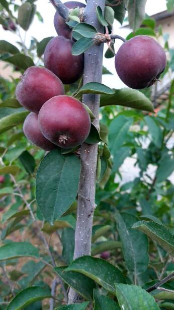 محصولات ویژه چم: سیب رد لاو