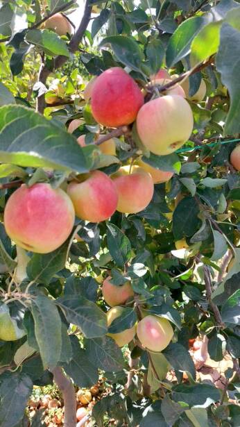 محصولات ویژه چم: سیب پرایم رز