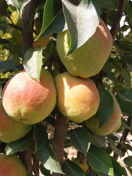 محصولات ویژه چم: گلابی درگز