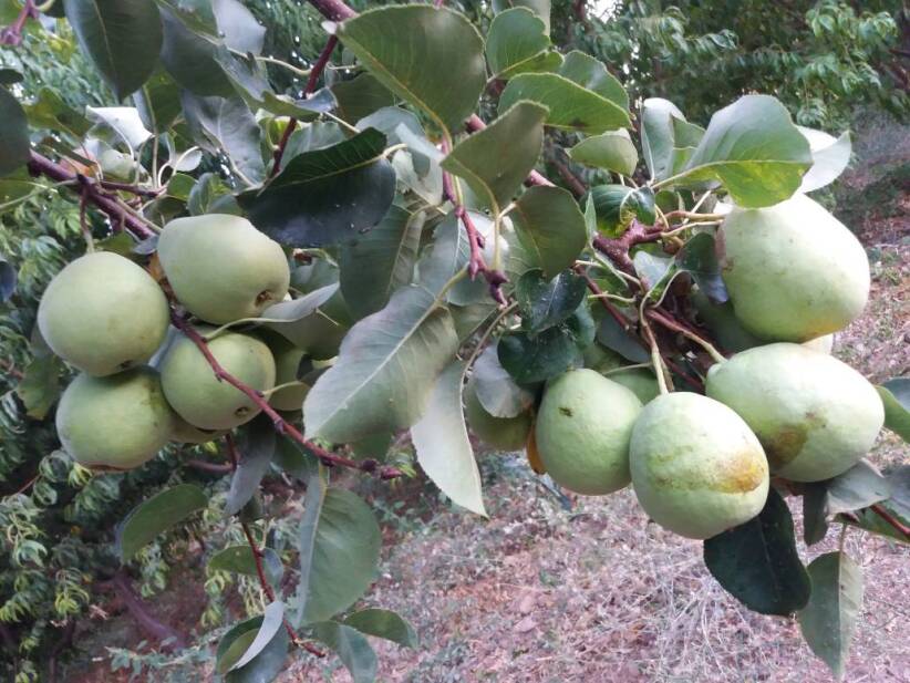 محصولات ویژه چم: گلابی قوسی