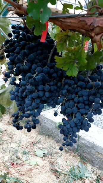 محصولات ویژه چم: انگور رشه