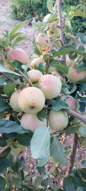 محصولات ویژه چم: سیب پینک لیدی