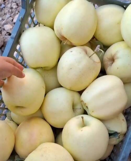 محصولات ویژه چم: سیب