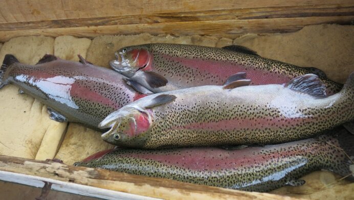 بچه ماهی قزل آلا