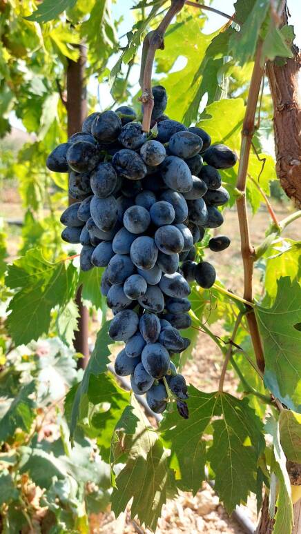 محصولات ویژه چم: اتوم رویال