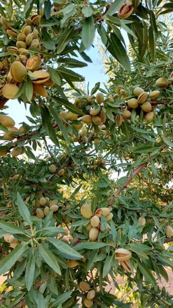 محصولات ویژه چم: بادام