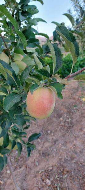 محصولات ویژه چم: سیب پینک لیدی