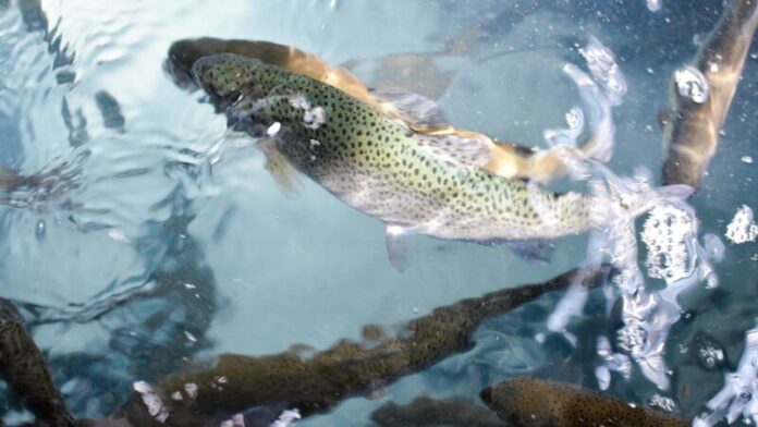 ماهی قزل آلا