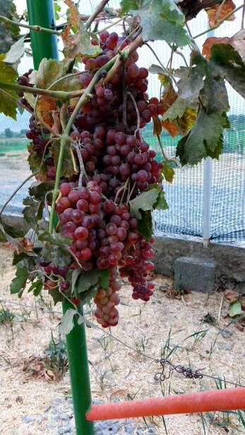 محصولات ویژه چم: فلیم سیدلس