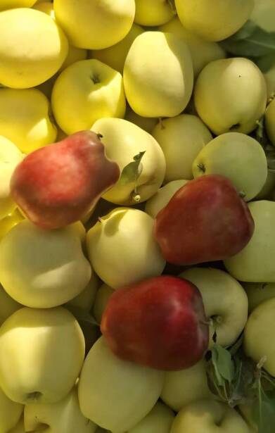 محصولات ویژه چم: سیب سوپر رد چیف و گلدن رزا