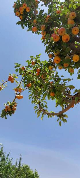 محصولات ویژه چم: گلابی بلا دیجونیو