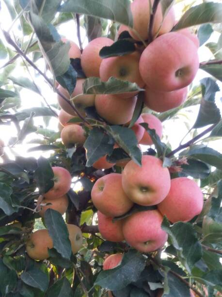 محصولات ویژه چم: سیب فوجی