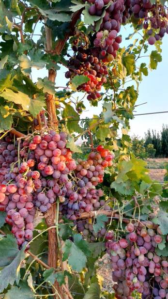 محصولات ویژه چم: انگور ردگلوب