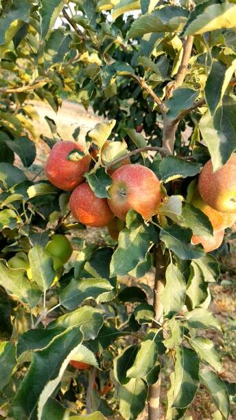 محصولات ویژه چم: سیب ویلتون