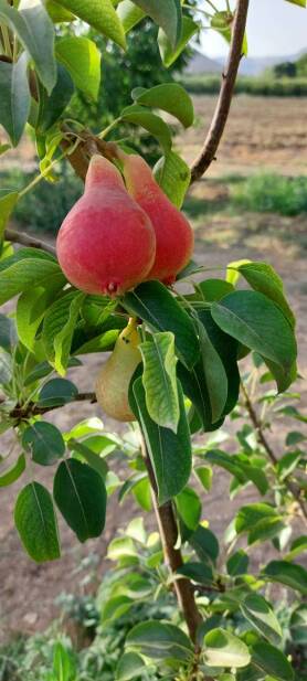 محصولات ویژه چم: گلابی دیجونیو