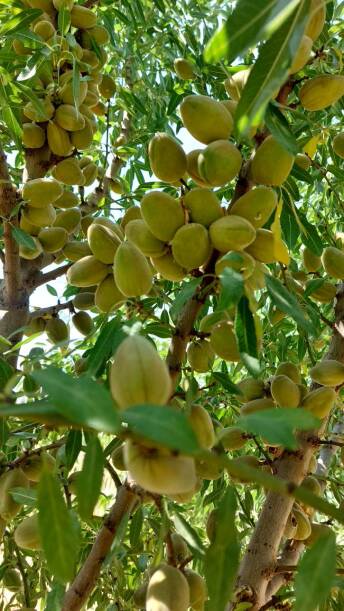 محصولات ویژه چم: بادام