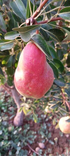 محصولات ویژه چم: گلابی ویلیام دوشز