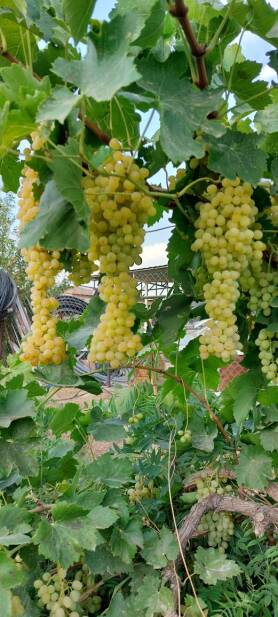 محصولات ویژه چم: انگور پرلت