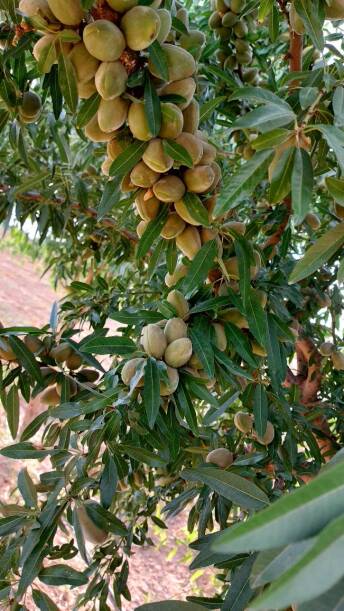 محصولات ویژه چم: بادام