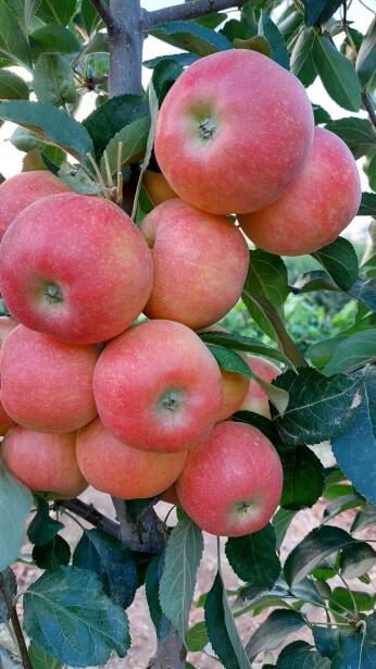 محصولات ویژه چم: سیب میچ گالا