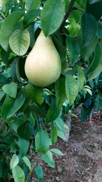 محصولات ویژه چم: گلابی کوشیا